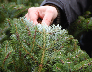 Origin Christmas trees, origin Greenery, danish origins christmas trees, danish origins greenery, nordmann fir, abies nordmanniana