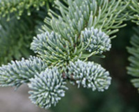 abies procera, noble fir, fir, plants christmas tree, plants greenery, 