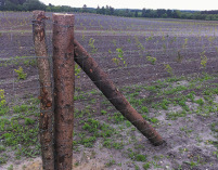 planter, indhegning, hegn, plantehegn, juletræsproducent, indhegning planter, skovrejsning hegn