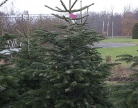 Prima kvalitets juletræ