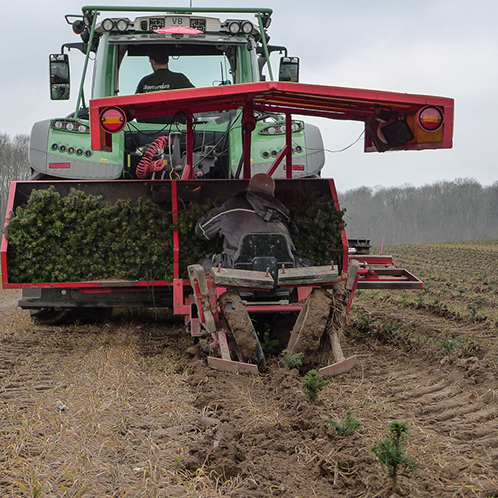 plantetidspunkt juletræer, juletræsdyrker, planter juletræer, pyntegrønt