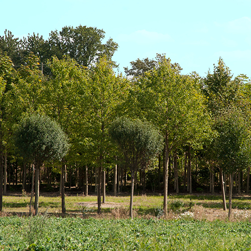 Køb planter til Allé Park Hæk Plant store |