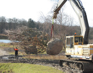 træer, store træer, allétræer, planteprojekt