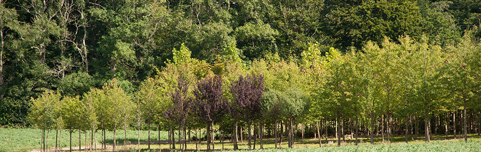 alletræer, allétræer, små alletræer, lille alletræ, små allétræer, lille allétræ, prunus