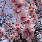 alletræer, allétræer, små alletræer, lille allétræ malus floribunda, paradis æble, paradisæble, japansk paradisæble