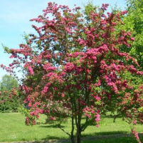 alletræer, allétræer, små alletræer, lille alletræ, lille allétræ, crataegus laevigata 'pauls scarlet', rødtjørn, rød tjørn