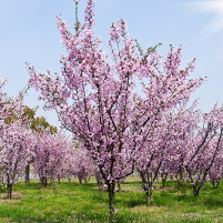 alletræer, allétræer, store alletræer, malus floribunda, paradis æble, paradisæble, japansk paradisæble