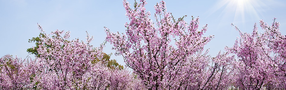 alletræer, allétræer, små alletræer, lille allétræ malus floribunda, paradis æble, paradisæble, japansk paradisæble