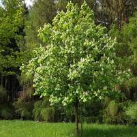 alletræer, allétræer, store alletræer, aesculus hippocastanum, hestekastanje, hestekastanie