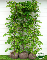 bøgehæk, hækplanter bøg, bøgehæk planter, fagus sylvatica, færdighæk, færdighæk bøg, færdige hækplanter, høje hækplanter, tætte hækplanter, køb hækplanter