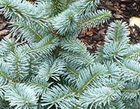 abies lasiocarpa, korktanne, weihnachtsbäume pflanzen, schnittgrün pflanzen