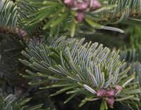 abies bornmuelleriana, Abies nordmanniana, nordmannstanne, nordmann-tanne, weihnachtsbäume pflanzen, schnittgrün pflanzen