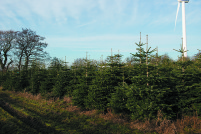 abies nordmanniana, weihnachtsbaume, weihnachtsbäume