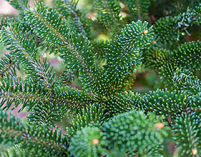 abies fraserii, fraser tanne, weihnachtsbäume pflanzen, schnittgrün pflanzen