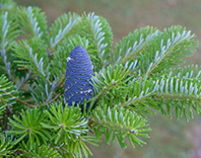 Abies koreana, korea tanne, korktanne, weihnachtsbäume pflanzen, schnittgrün pflanzen