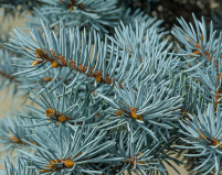 picea pungens, picea pungens glauca, blaufichte, colorado-fichte, herkunft weihnachtsbaum, jungpflanzen weihnachtsbaum, schnittgrün, jungpflanzen schnittgrun