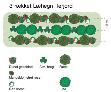 3-rækket læhegn, læhegn 3 rækker, læplantning, læplantning 3 rækker