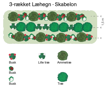 læhegn, læplantning, plante læhegn, princip læhegn, plantning læhegn, princip læplantning