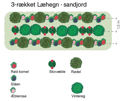 3-rækket læhegn, læhegn 3 rækker, læplantning, læplantning 3 rækker