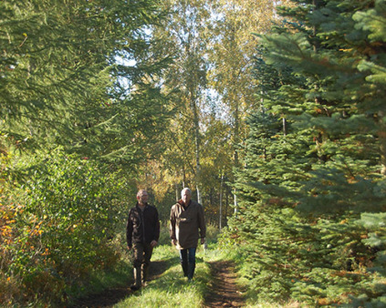 Skovplanter, løvplanter skov, juletræer planter, pyntegrønt planter, klippegrønt planter, juletræsproduktion, pyntegrønt produktion, klippegrønt produktion, nobilis produktion, skovbryn, køb planter, juletræsdyrker, skovdyrker, plant træer, nobilis, lærketræer, skovbryn planter