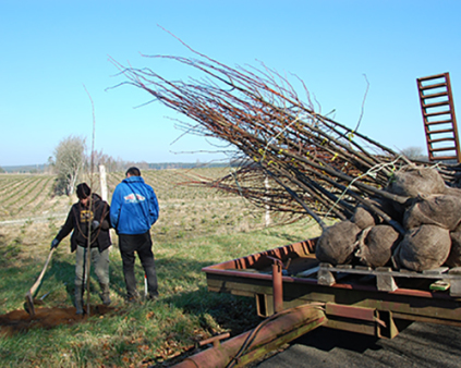 alletræer, lindetræer, tilia cordata, plant træer, løvtræer, plant alletræer, alle træer, en alle af træer, flot alle, flotte alletræer, køb alletræer