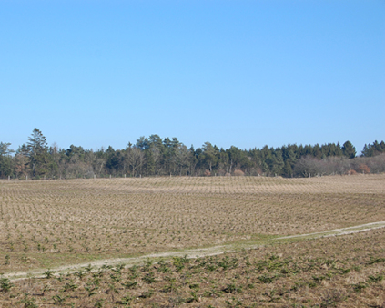 nordmannsgran, abies normanniana, nordmansgran 2/2, juletræer planter, pyntegrønt planter, klippegrønt planter, juletræsproduktion, pyntegrønt produktion, klippegrønt produktion, levende hegn, skovbryn, køb planter, juletræsdyrker, skovdyrker, plant træer, 