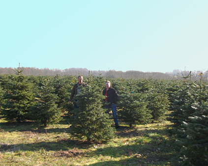 nordmannsgran, abies normanniana, nordmansgran 2/2, juletræer planter, pyntegrønt planter, klippegrønt planter, juletræsproduktion, pyntegrønt produktion, klippegrønt produktion, levende hegn, skovbryn, køb planter, juletræsdyrker, skovdyrker, plant træer, flotte juletræer, prima kvalitet, juletræer afsætning