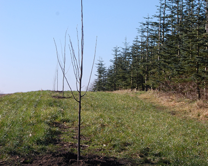 alletræer, lindetræer, tilia cordata, alle træer, pyntegrønt planter, klippegrønt planter, juletræsproduktion, pyntegrønt produktion, klippegrønt produktion, køb planter, juletræsdyrker, skovdyrker, plant træer