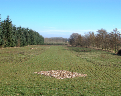 lønborggård, have anlæg, barokhave, køb planter, rhododendron, stenbedsplanter, skov, skovplanter, park planter, landskabs planter