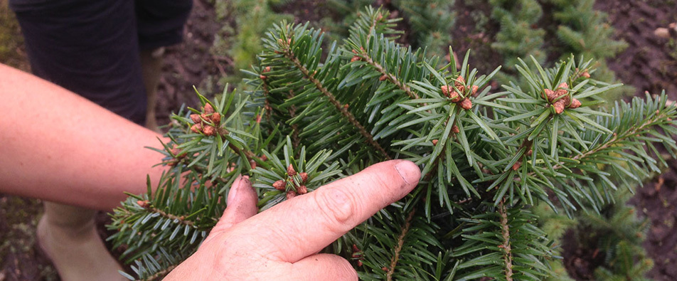 pflanzen, weihnachtsbäume pflanzen, schnittgrün pflanzen, weihnachtsbaume produzieren