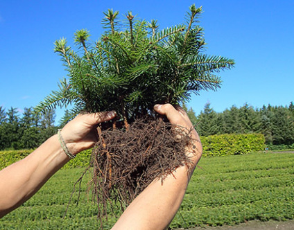 plantens kvalitet, plantekvalitet, kvalitet planter, kvalitetsplanter, skovplanter, planter juletræsproduktion, planter løv, planter nål