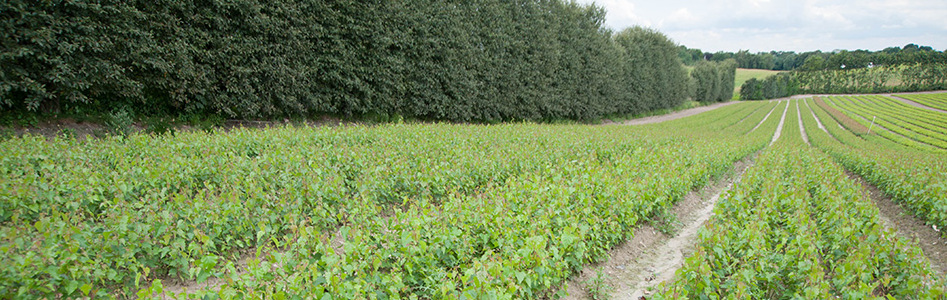 planter, skovplanter, skov planter, planter juletræ, planter pyntegrønt, planter løvtræ, planter nåletræ, juletræsdyrker, skovejer