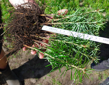 plantens kvalitet, plantekvalitet, kvalitet planter