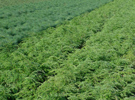 skovplanter, nåletræsplanter skov, skov træer, skov planter, nåletræ skov