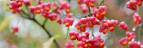 skovplanter, skov, planter skov, slåen, prunus spinosa, skov og landskab, planter landskab, planter skov, planter skovbryn