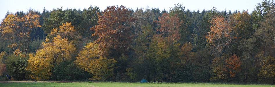 skovplanter, skov, planter skov, slåen, prunus spinosa, skov og landskab, planter landskab, planter skov, planter skovbryn