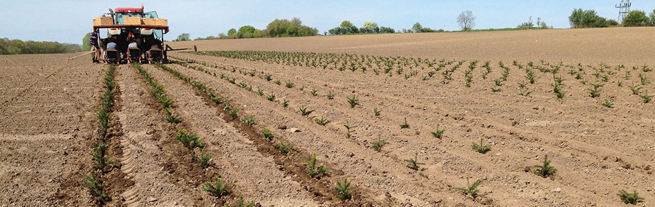 planter juletræer, juletræsplanter, pyntegrønt, klippegrønt, juletræsdyrker, juletræsproducent, abies nordmanniana, nordmannsgran planter, nordmansgran planter, nordmansgran, normansgran, normansgran planter, plantning juletræer, ny juletræskultur, juletræsdyrker, plant juletræer, 