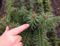 Abies Nordmanniana, juletræsplanter, planter juletræer