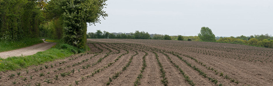 planter juletræer, juletræsplanter, pyntegrønt, klippegrønt, juletræsdyrker, juletræsproducent, abies nordmanniana, nordmannsgran planter, nordmansgran planter, nordmansgran, normansgran, normansgran planter, plantning juletræer, ny juletræskultur, juletræsdyrker, plant juletræer, 