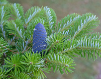 Abies koreana, korean fir, fir, plants christmas tree, plants greennery 