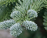 abies procera, nobilis, sølvgran, juletræsdyrker, juletræ, klippegrønt, pyntegrønt, planter