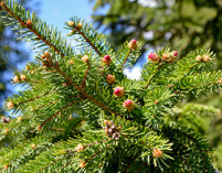 picea abies, rødgran, juletræsdyrker, juletræ, klippegrønt, pyntegrønt, planter