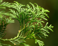 chamaecyparis lawsoniana, ædelcypres, cypres, juletræsdyrker, juletræ, klippegrønt, pyntegrønt, planter 