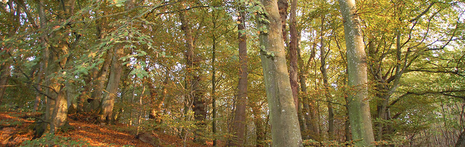 skovplanter, efterårs løv, køb skovplanter, skovejer, skovrejsning, bøgeskov