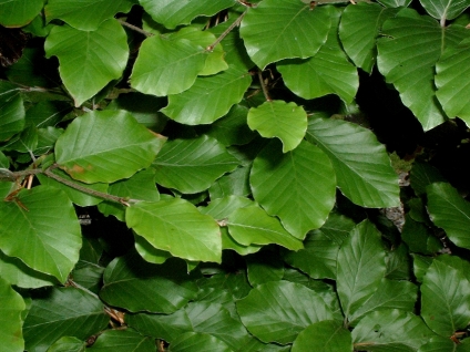 Skovplanter, løvplanter skov, skovrejsning, træer skov, bøg, fagus sylvatica