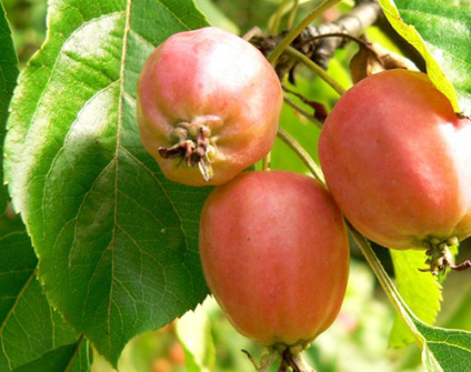 Skovplanter, løvplanter skov, skovrejsning, træer skov, skovæble, skov æble, malus sylvestris