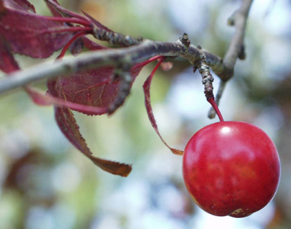 Skovplanter, løvplanter skov, skovrejsning, træer skov, prunus cerasifera, prydblomme, mirabel