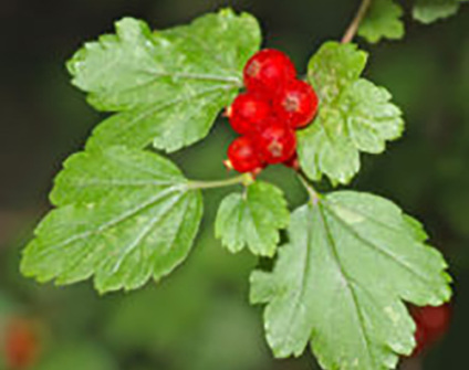 Skovplanter, løvplanter skov, skovrejsning, træer skov, ribes alpinum, fjeldribs