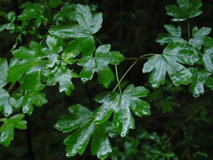 Skovplanter, løvplanter skov, skovrejsning, træer skov, acer campestre, naur