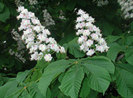 Skovplanter, løvplanter skov, skovrejsning, træer skov, hestekastanje, aesculus hippocastanum